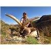 Image 1 : 10-day Spain Southeastern Ibex, Beceite Ibex and Ronda Ibex Hunt for Two Hunters and Two Observers