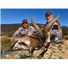 Image 3 : 10-day Spain Southeastern Ibex, Beceite Ibex and Ronda Ibex Hunt for Two Hunters and Two Observers