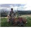 Image 2 : 5-day New Zealand Sambar and Rusa Deer Hunt for Two Hunters
