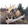Image 2 : 10-day Western Canadian Moose Hunt for One Hunter
