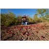 Image 3 : 4-day Bolivian Dove and Pigeon Shoot for Twelve Hunters