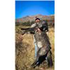 Image 2 : 10-day British Columbia Moose and Wolf Hunt for One Hunter