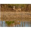 Image 1 : 2-day Alabama Southeastern White-Tailed Deer Hunt for One Hunter and One Observer