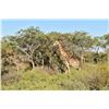 Image 3 : 7-day Botswana Plains Game Hunt for One Hunter and One Observer