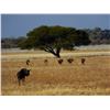 Image 6 : 7-day Botswana Plains Game Hunt for One Hunter and One Observer