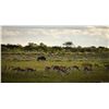 Image 7 : 7-day Botswana Plains Game Hunt for One Hunter and One Observer