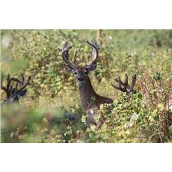 4-day/3-night Northeastern White-tailed Deer Hunt for Two Hunters and Two Observers