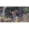 Image 2 : 4-day/3-night Northeastern White-tailed Deer Hunt for Two Hunters and Two Observers