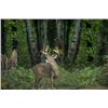 Image 3 : 4-day/3-night Northeastern White-tailed Deer Hunt for Two Hunters and Two Observers