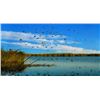 Image 1 : 3-day Argentina Duck Shooting for Four Shooters