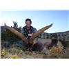 Image 1 : 5-day Spain Beceite Ibex Hunt for One Hunter and One Observer