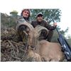 Image 2 : 5-day Spain Iberian Mouflon or Barbary Sheep Hunt for Two Hunters