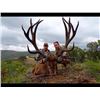 Image 2 : 5-day Spain Iberian Red Deer and European Wild Boar Hunt for Two Hunters and Two Observers