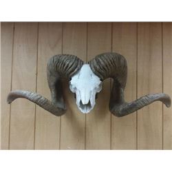 High Altai Argali Replica Horns