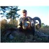 Image 3 : 5-day Spain Iberian Mouflon or European Fallow Deer Hunt for Two Hunters and Two Observers
