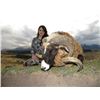Image 2 : 5-day New Zealand Free-Ranging Himalayan Tahr Hunt and Arapawa Sheep Hunt for One Hunter and One Obs
