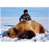 Image 2 : 10-day CITES Exportable Barren-Ground Grizzly Bear Hunt in Nunavut Territory, Canada for One Hunter