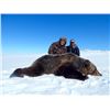 Image 3 : 10-day CITES Exportable Barren-Ground Grizzly Bear Hunt in Nunavut Territory, Canada for One Hunter