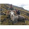 Image 1 : 15-day British Columbia Stone Sheep Hunt for One Hunter