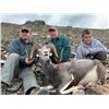 Image 2 : 15-day British Columbia Stone Sheep Hunt for One Hunter