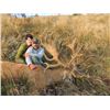 Image 2 : 5-day New Zealand Red Deer up to 500 SCI and Tahr Hunt for Two Hunters and Two Observers
