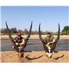 Image 3 : 13-day Cameroon Lord Derby Eland, Buffalo and Antelope Hunt for One Hunter and One Observer