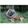 Image 2 : 5-day France Gold-Medal Red Deer, European Mouflon and Fallow Deer for Two Hunters and Two Observers