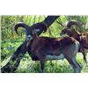 Image 1 : 4-day Texas Armenian Mouflon, Aoudad and Iranian Red Sheep Hunt for Two Hunters