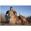 Image 2 : 4-day Texas Armenian Mouflon, Aoudad and Iranian Red Sheep Hunt for Two Hunters