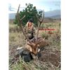 Image 2 : 3-day/3-night Hawaii Axis Deer Hunt and Sporting Clay Shoot for Two Hunters and Two Observers