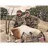 Image 1 : 5-day/4-night Texas Exotics Archery Hunt with Tom Miranda for One Hunter