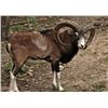 Image 2 : 5-day/4-night Texas Exotics Archery Hunt with Tom Miranda for One Hunter