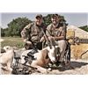 Image 3 : 5-day/4-night Texas Exotics Archery Hunt with Tom Miranda for One Hunter