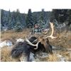 Image 2 : 7-day British Columbia Shiras Moose Hunt for One Hunter