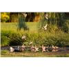 Image 3 : 4-day Argentina Dove Shoot for Fourteen Hunters