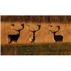 Image 2 : 9-day France Big Game Safari Hunt for One Hunter and One Observer