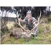 Image 1 : 5-day New Zealand Sika Deer Hunt for Two Hunters and Two Observers