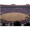 Image 2 : 5-day Spanish European Roe Deer Hunt & Bullfight in Private VIP Box for One Hunter and One Observer