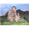 Image 2 : 5-day England Roe Deer or Muntjac Hunt for One Hunter and One Observer