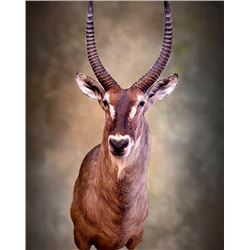 $1,500 Credit to Nature's Best Wildlife Artistry #2