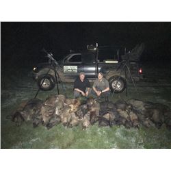 Night Vision Hog Hunt