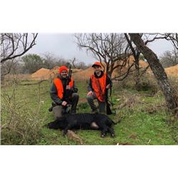 3-Day/2-Night Texas Hog Hunt for 2 Hunters