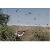 Image 2 : 4-Day/3-Night Argentinian Dove Hunt for 6 Hunters