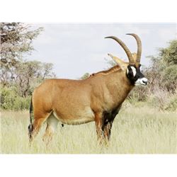 5-Day South African Safari for 1 Hunter with Roan and Golden Oryx