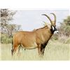 Image 1 : 5-Day South African Safari for 1 Hunter with Roan and Golden Oryx