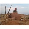 Image 2 : 5-Day South African Safari for 1 Hunter with Roan and Golden Oryx