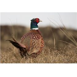 1-Day Nebraska Pheasant Hunt for 2 Hunters