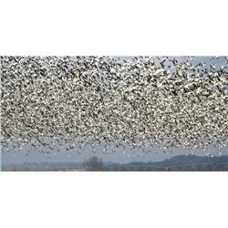 1-Day/1-Night Missouri Guided Snow Goose Hunt for 4 Hunters