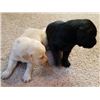 Image 1 : 3-Month Old Male Labrador Puppy with AKC Registration