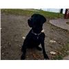Image 2 : 3-Month Old Male Labrador Puppy with AKC Registration